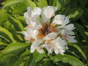 Blitz Tort peony photo