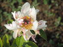 Blitz Tort peony photo