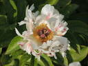 Blitz Tort peony photo