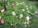 Cytherea peony photo
