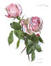 Cleopatra rose photo