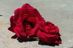 Camp David rose photo
