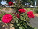 Camp David rose photo