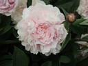 Clemenceau peony photo