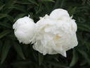 Madame Claude Tain peony photo