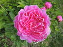 Jay Cee peony photo