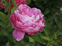 Jay Cee peony photo