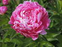 Jay Cee peony photo