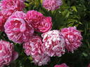 Kansas peony photo