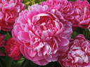 Kansas peony photo