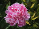 Kansas peony photo