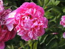 Kansas peony photo