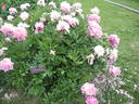 Madame Bénard peony photo