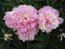 Madame Bénard peony photo