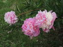 Madame Bénard peony photo