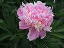 Madame Bénard peony photo