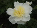 Honey Gold peony photo