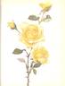 Golden Rapture rose photo