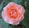 Joy of Health rose photo