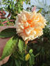 Nella Fantasia rose photo
