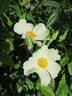 <i>Rosa lyellii</i> Lindley rose photo