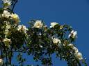 Schloss Seusslitz rose photo
