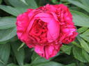 Edgar Jessep peony photo