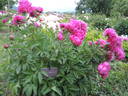 Etienne Méchin peony photo