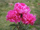 Etienne Méchin peony photo