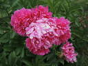 Etienne Méchin peony photo