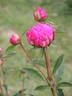 Etienne Méchin peony photo