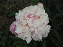 Ensign Moriarty peony photo