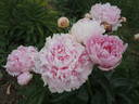 Ensign Moriarty peony photo