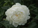 Le Cygne peony photo