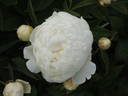 Le Cygne peony photo