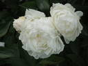 Le Cygne peony photo