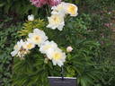 Fanny Crosby peony photo