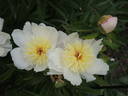Fanny Crosby peony photo