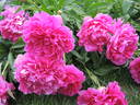 Felix Supreme peony photo