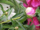 Felix Supreme peony photo