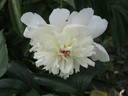 Grandiflora nivea plena peony photo