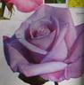 Violaine rose photo