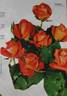 Evasion rose photo