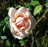Aussie Sixer rose photo