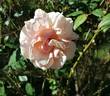 Aussie Sixer rose photo