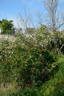 Purpurea rose photo