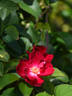 Purpurea rose photo