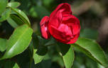 Purpurea rose photo
