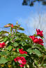 Purpurea rose photo