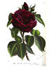 François Arago rose photo